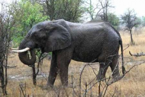 African Elephant II Poster Print by Dana Underdahl - Item # VARPDXPSUND146
