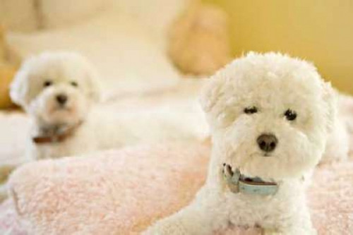 Bichons Poster Print by Karyn Millet - Item # VARPDXPSMLT146
