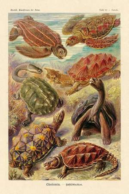 Haeckel Nature Illustrations: Turtles Poster Print by  Ernst Haeckel - Item # VARPDX449713