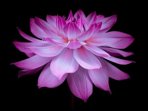 Dahlia Flower Poster Print by  Assaf Frank - Item # VARPDXAF20090807009C01