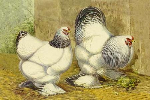 Chickens: Light Brahmas Poster Print by  Lewis Wright - Item # VARPDX454840
