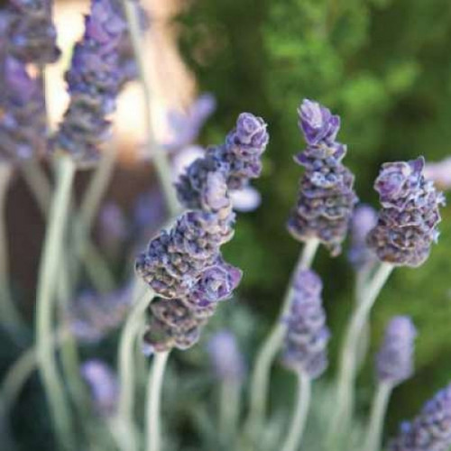 Lavender II Poster Print by Karyn Millet - Item # VARPDXPSMLT127