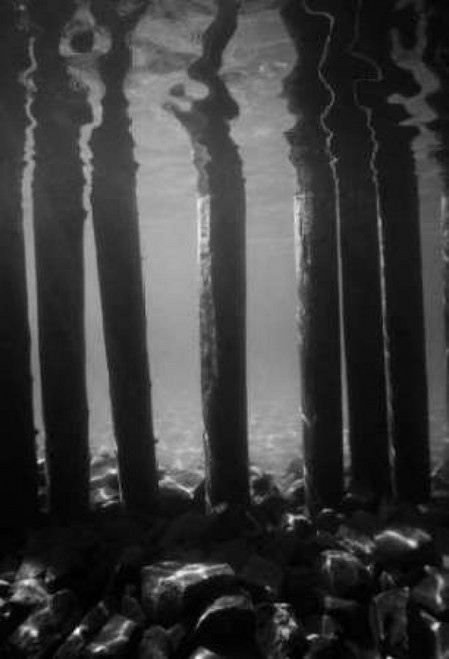 Pier Pilings V Poster Print by Lee Peterson - Item # VARPDXPSPSN132