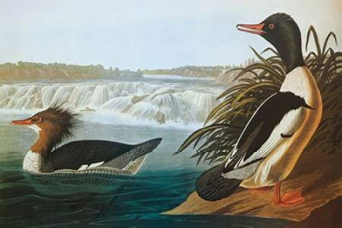 Goosander Poster Print by  John James Audubon - Item # VARPDX197960
