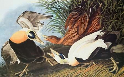 Eider Duck Poster Print by  John James Audubon - Item # VARPDX197954