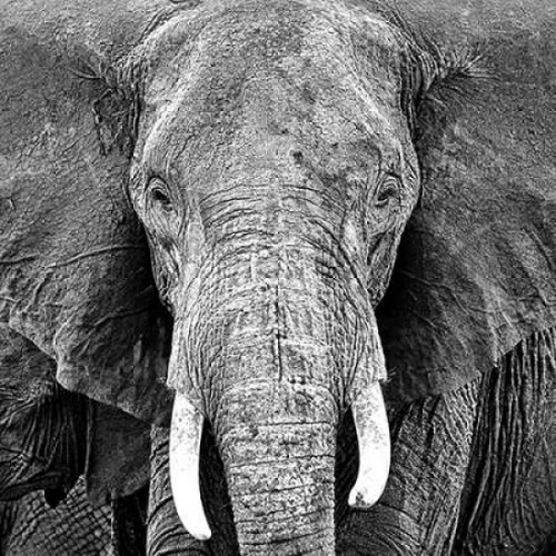 Elephant Poster Print by  PhotoINC Studio - Item # VARPDXP917D