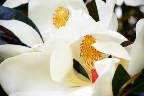Southern Magnolia II Poster Print by Alan Hausenflock - Item # VARPDXPSHSF1231