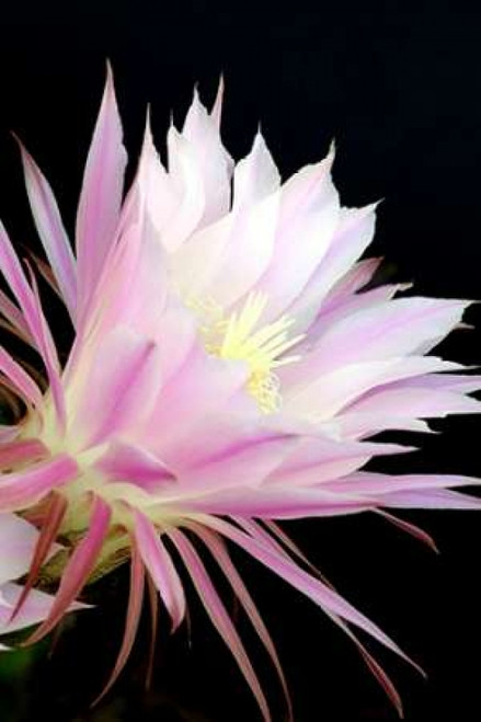 Echinopsis Flowers I Poster Print by Douglas Taylor - Item # VARPDXPSTLR100