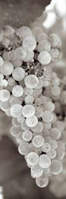 Grapes Pano - 13 Poster Print by Alan Blaustein - Item # VARPDXABGR16