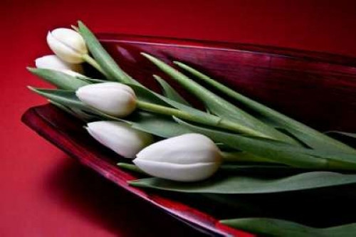 Tulips II Poster Print by C. Thomas McNemar