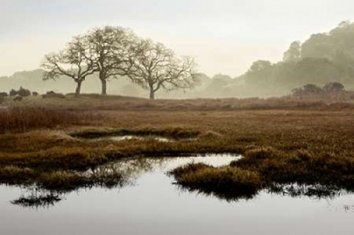 Oak Tree - 65 Poster Print by Alan Blaustein - Item # VARPDXABSFH66A