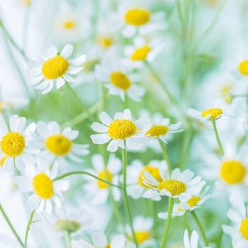 White Daisies in studio Poster Print by  Assaf Frank - Item # VARPDXAF20160205036C01