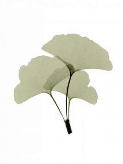 Ginko I Poster Print by  ACEE - Item # VARPDXACP200