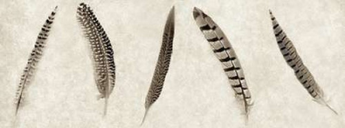 Feathers Panel - 1 Poster Print by Alan Blaustein - Item # VARPDXABSLF113B