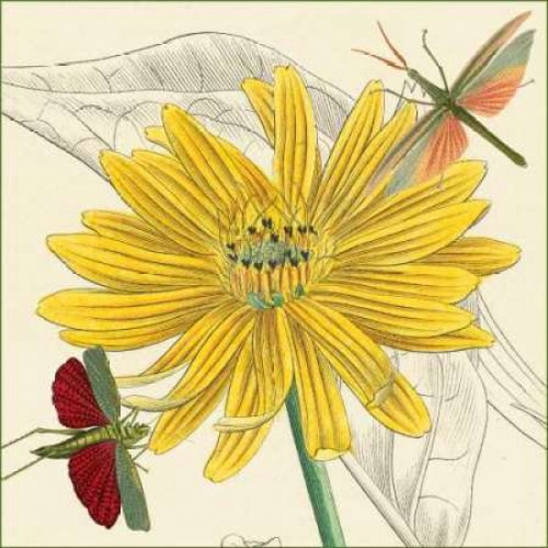 Indian Cup Poster Print by Louis van Houtte - Item # VARPDXCC3011