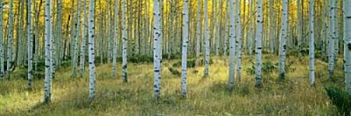 Aspens Ashley Poster Print by Alain Thomas - Item # VARPDXT465D