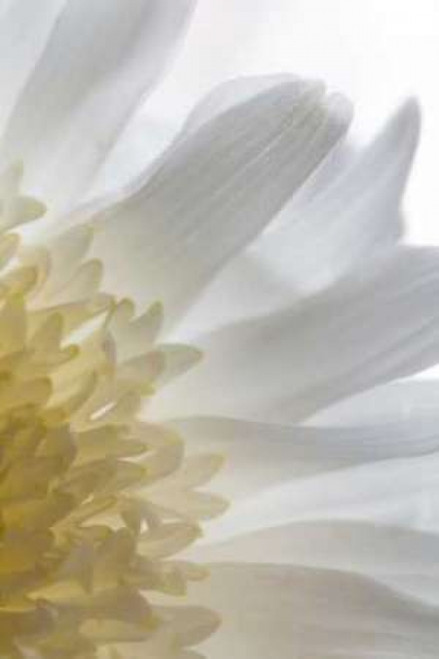 Chrysanthemum II Poster Print by Kathy Mahan - Item # VARPDXPSMHN206