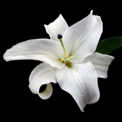 Lily on Black I Poster Print by Jim Christensen - Item # VARPDXPSCRS163