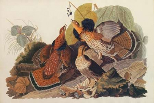Ruffed Grouse Poster Print by  John James Audubon - Item # VARPDX199092