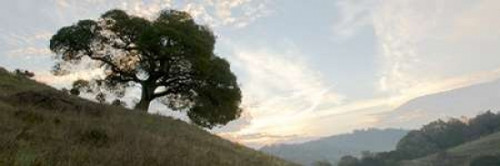 Oak Tree - 13 Poster Print by Alan Blaustein - Item # VARPDXABSFH39C