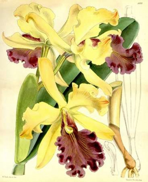 Orchid, Cattleya Dowiana Poster Print by  William Curtis - Item # VARPDXCO18