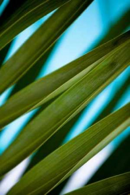 Palma IV Poster Print by Susan Bryant - Item # VARPDX7915