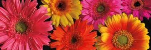 Simply Spring Poster Print by Janel Pahl - Item # VARPDXPLP149