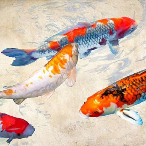 Koi II Poster Print by Teo Rizzardi - Item # VARPDX1TR2417