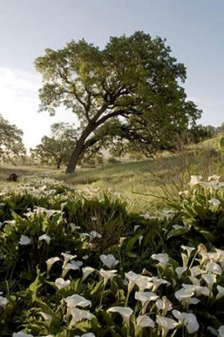 Oak Tree - 90 Poster Print by Alan Blaustein - Item # VARPDXABSFH177