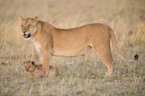 Lil Protection Poster Print by Susann Parker - Item # VARPDXPSPKR125