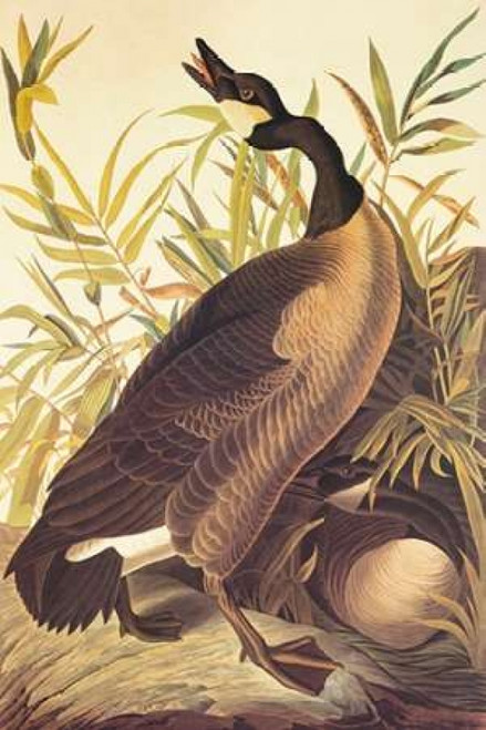 Canada Goose Poster Print by  John James Audubon - Item # VARPDX197768