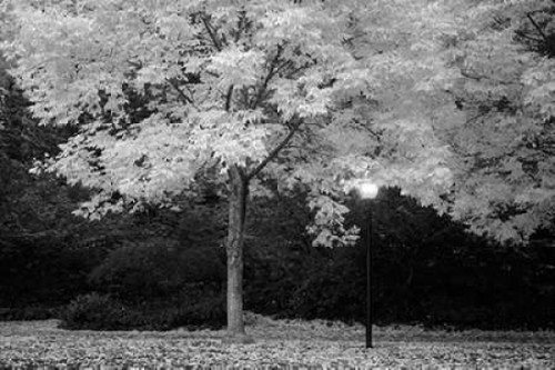 Fall Abundance VI B and W Poster Print by Vitaly Geyman - Item # VARPDXPSVIT569