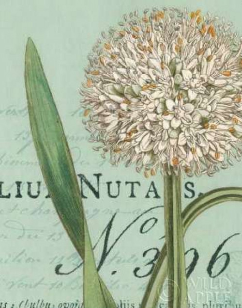 Botanique Bleu II Poster Print by  Wild Apple Portfolio - Item # VARPDX2040