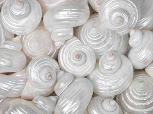 Mixed pearly sea shells close-up Poster Print by  Assaf Frank - Item # VARPDXAF20090508076