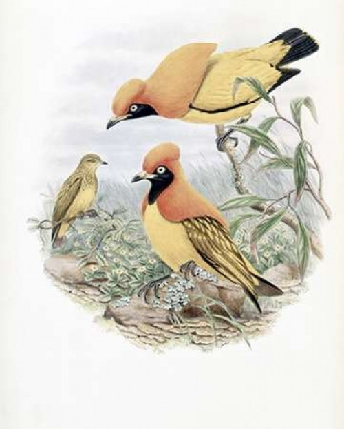 Golden Bird of Paradise Poster Print by  John Glover - Item # VARPDX277760