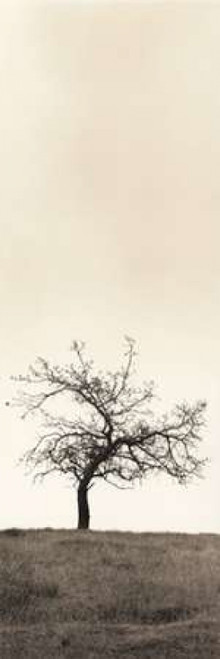 Cherry Blossom Tree Poster Print by Alan Blaustein - Item # VARPDXB1290D