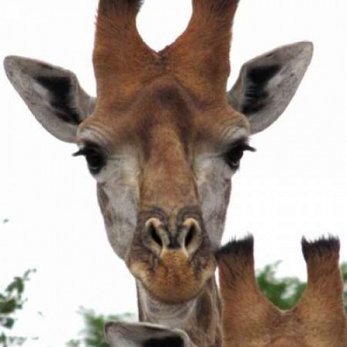 Giraffe Portrait I Poster Print by Dana Underdahl - Item # VARPDXPSUND157