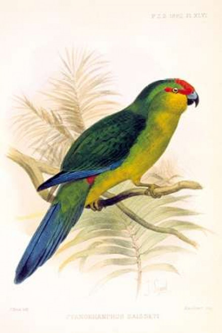 Parrot, Saisseti Poster Print by  Joseph Smit - Item # VARPDXPZS46