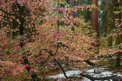 Dogwoods and Sequoia Poster Print by Alain Thomas - Item # VARPDXT467D