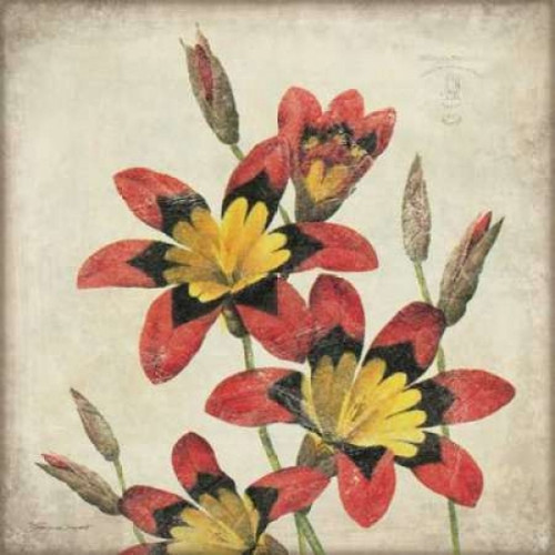 Red Lily Flower Poster Print by Stephanie Marrott - Item # VARPDXSM7300