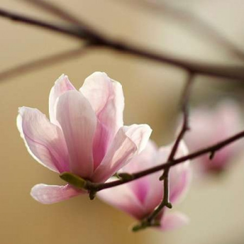 Tulip Tree 1 Poster Print by  PhotoINC Studio - Item # VARPDXP951D