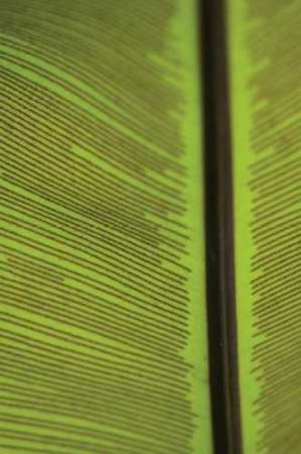 Leaf Detail IV Poster Print by Erin Berzel - Item # VARPDXPSBZL287