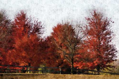 Fall Reds Poster Print by Denise Romita
