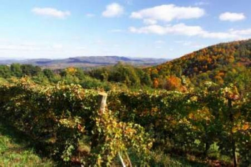 Mountain Vineyard II Poster Print by Alan Hausenflock - Item # VARPDXPSHSF578