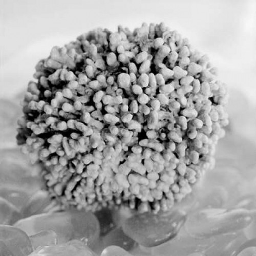 Crystal Cove - 43 Poster Print by Alan Blaustein - Item # VARPDXABSH350