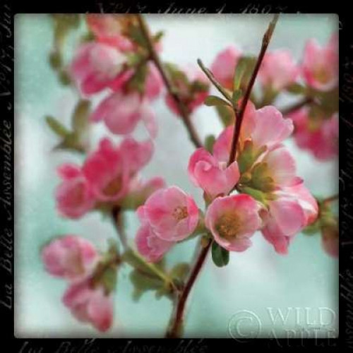 Quince Blossoms II Poster Print by Sue Schlabach - Item # VARPDX7687