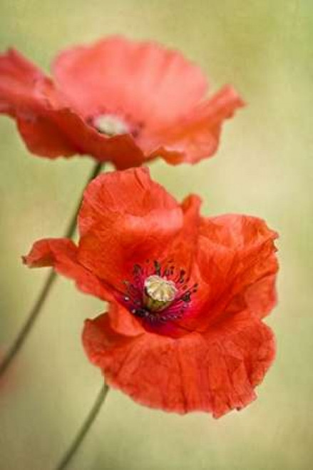 Papaver Passion Poster Print by Mandy Disher - Item # VARPDXD881D
