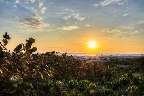 Sea Grapes at Sunset Poster Print by  Chuck Burdick - Item # VARPDXB3336D