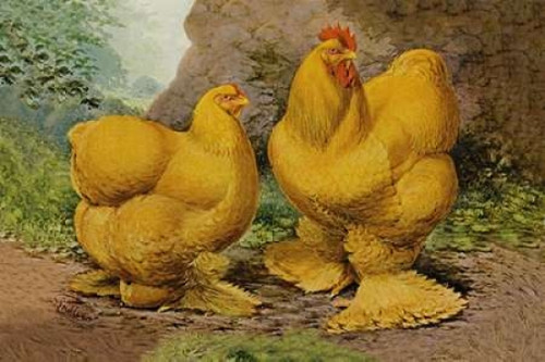 Chickens: Buff Cochins Poster Print by  Lewis Wright - Item # VARPDX454841