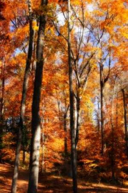 Autumn Cathedral I Poster Print by Alan Hausenflock - Item # VARPDXPSHSF981